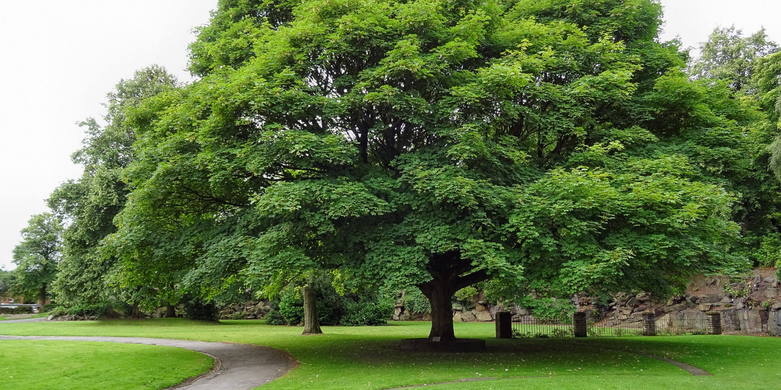 Cramlington’s Overgrown Non-Native Trees